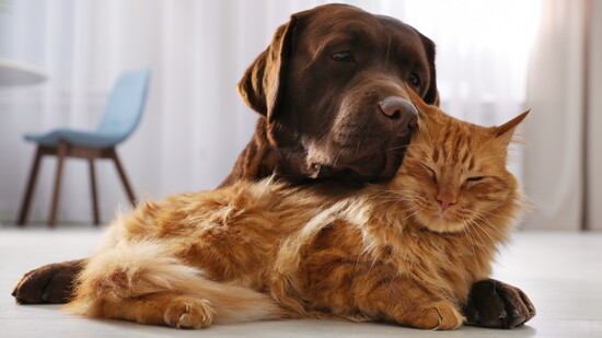 Preventative Care