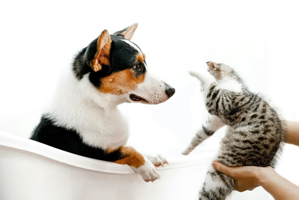 puppy and kitten care