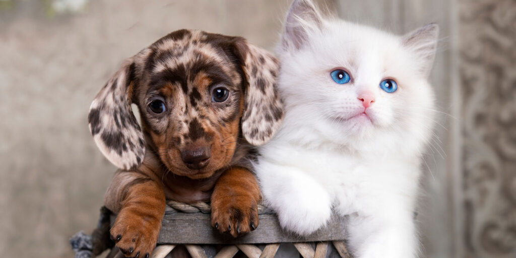 What is Puppy and Kitten Care
