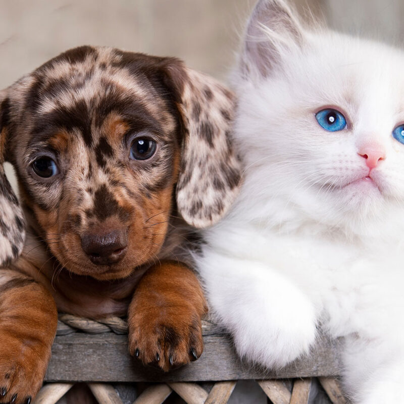 Puppy and Kitten Care