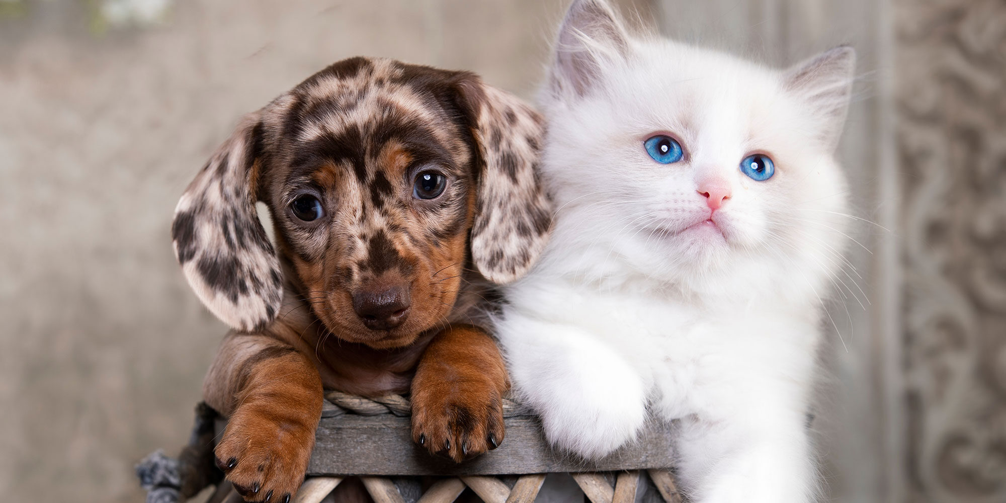 What is Puppy and Kitten Care