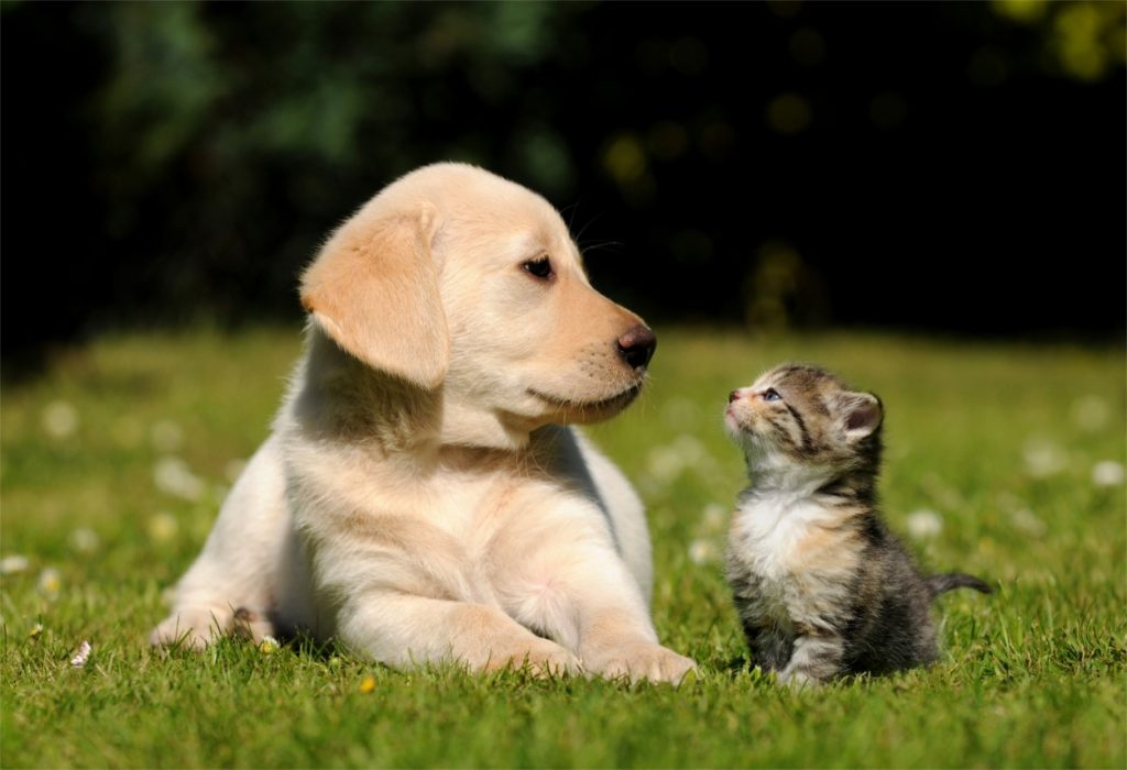 Ultrasound For Pets