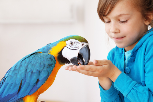 Nutrition For Pets