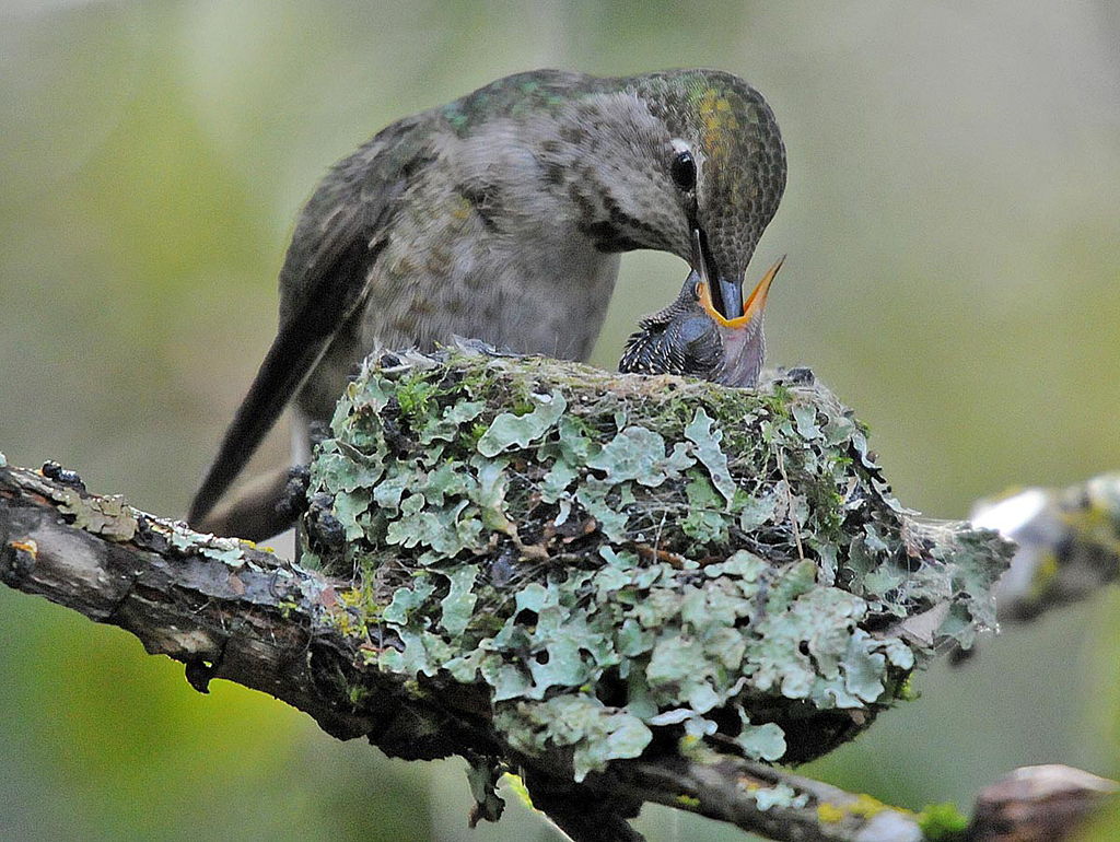 BIRD CARE