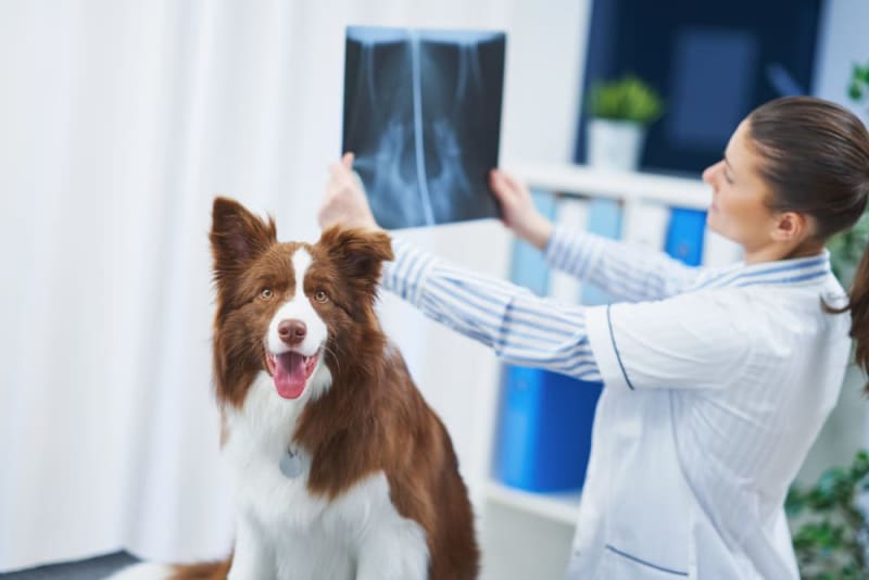 Allergy Testing For Pets