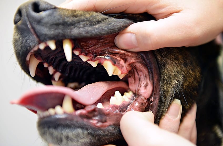 Dental Care