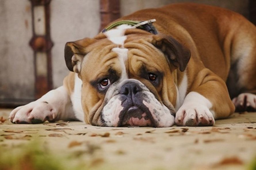South West Animal Hospital
