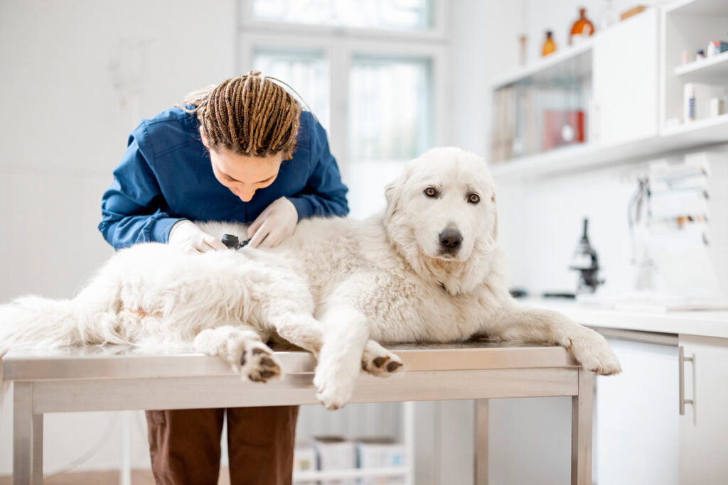 Health Certification for pets