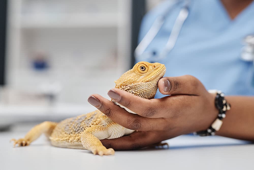 South West Animal Hospital