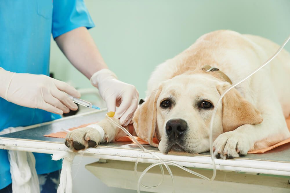 Allergy Testing For Pets