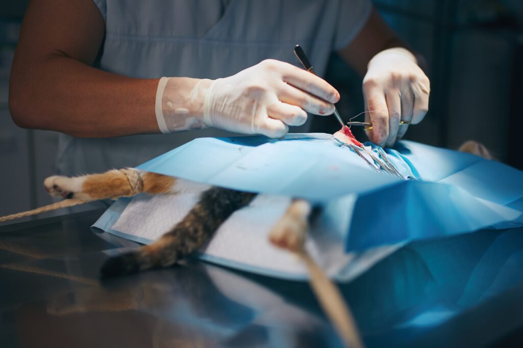 What is Pet Surgery