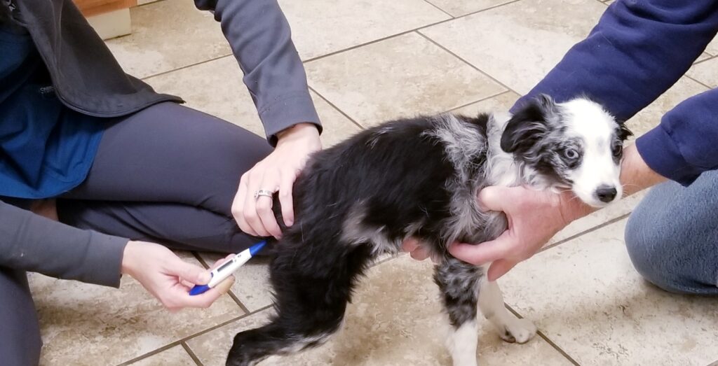 Pet Microchipping