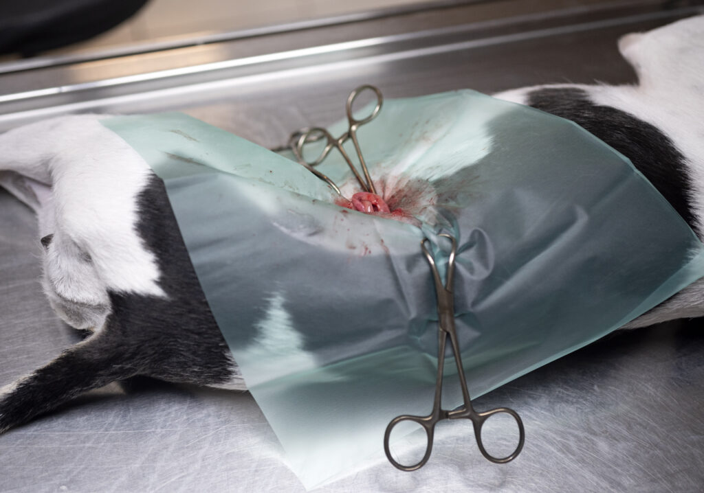 Health Certification for pets