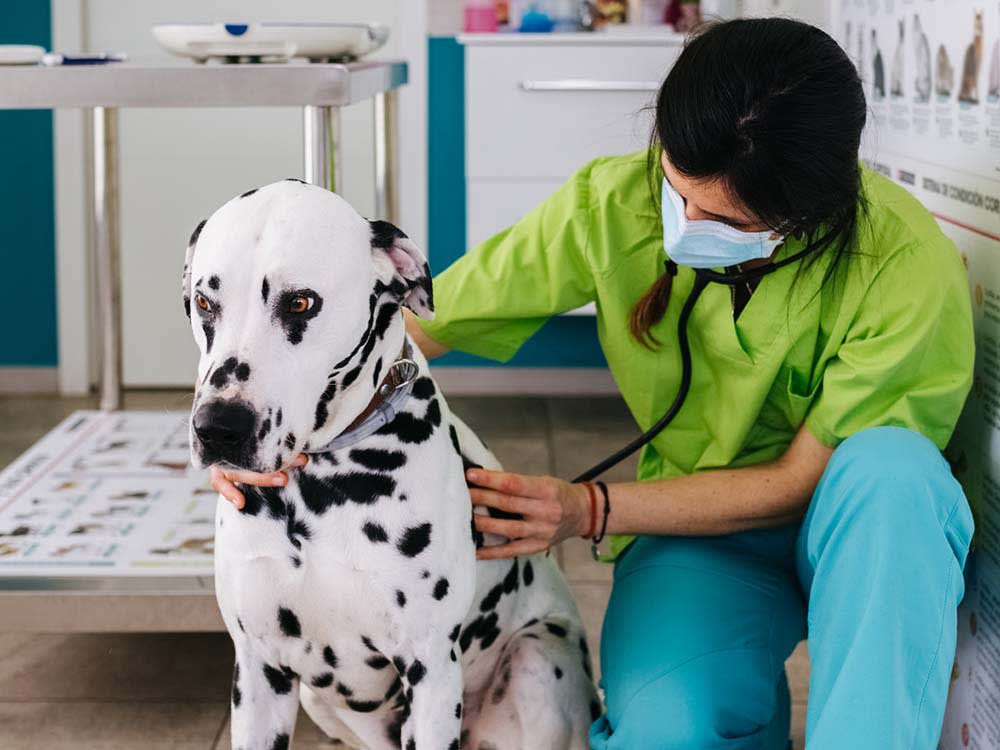 Pet Diagnostic