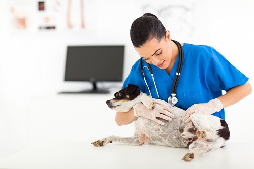 Pet Laser Therapy