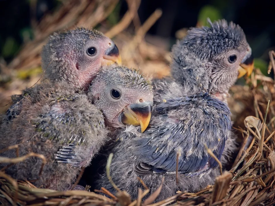 Bird Care