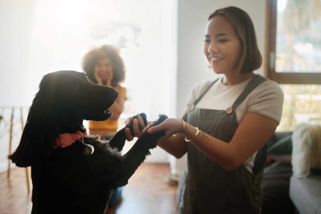 South West Animal Hospital