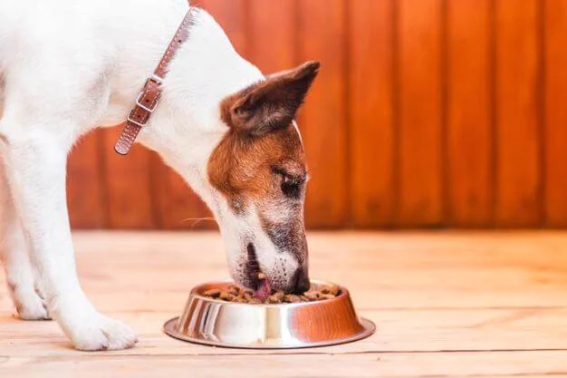 Nutrition For Pets