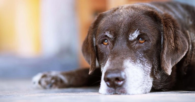 Health Certification for pets