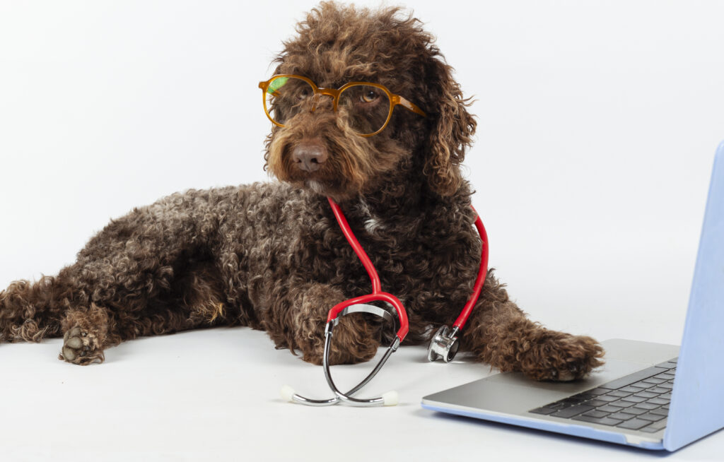 Pet Microchipping