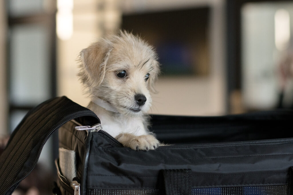 Health Certification for pets