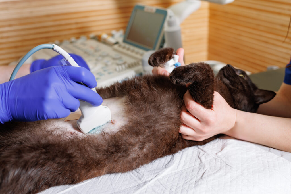 south west animal hospital