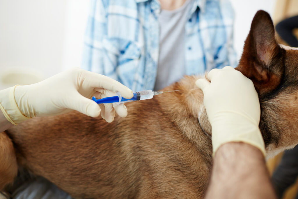 What Is Pet Vaccinations