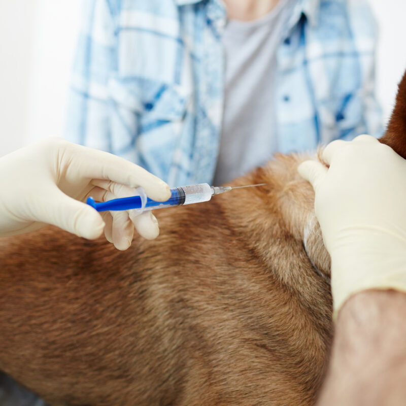 Pet Vaccinations
